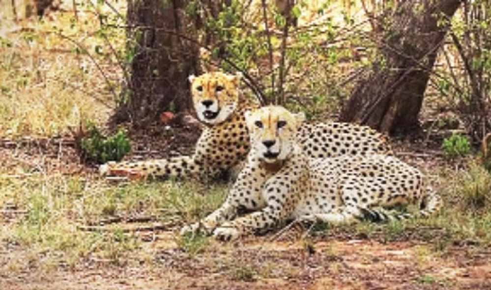 MP में चीता प्रोजेक्ट को मिलेगी नई रफ्तार, 7 अक्टूबर को कूनो से नौरादेही पहुंचेंगे दो चीते