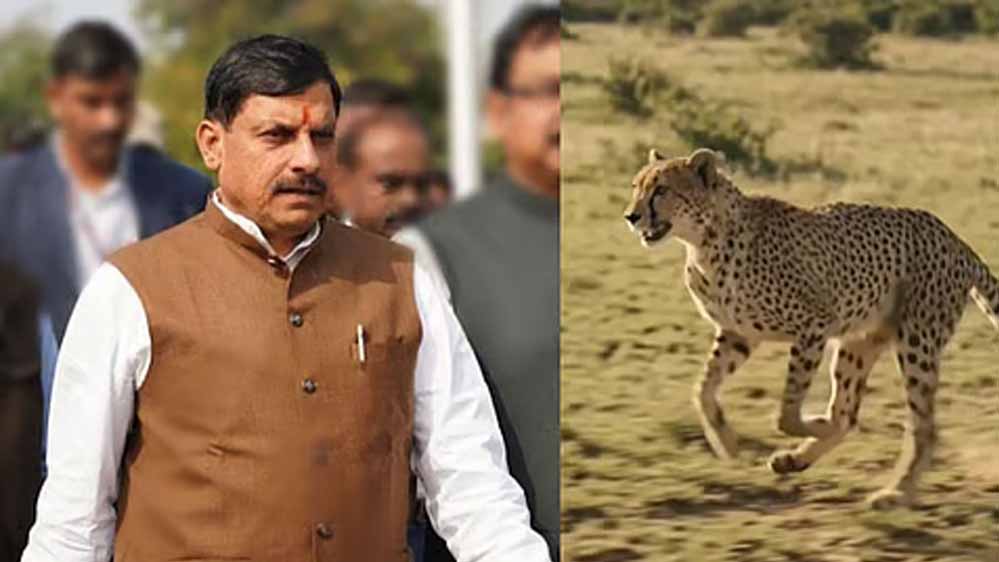 बुंदेलखंड में चीतों की नई दहाड़, CM मोहन यादव आज 7 अक्टूबर को वीरांगना दुर्गावती रिजर्व में छोड़ेंगे 2 चीते