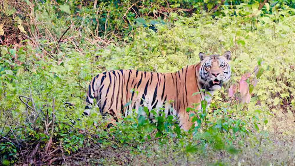 MP में वन्यजीवों की आवाजाही बढ़ी, लांजी बना अहम कॉरिडोर; हाथी-बाघ के लिए सुरक्षित रास्ता