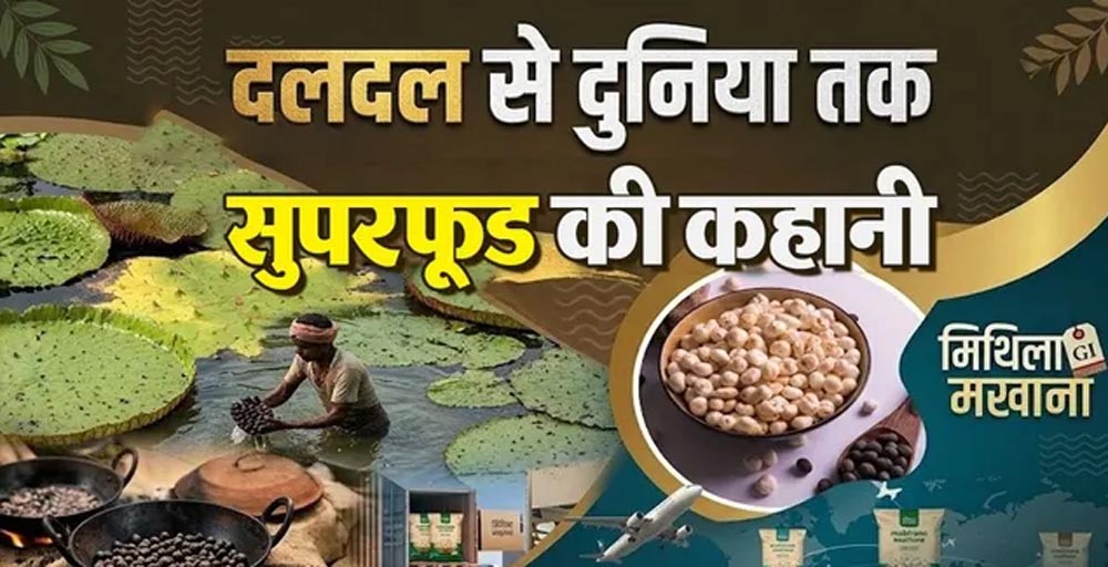 Makhana Farming: बिहार के 5 जिलों में होती है मखाने की खेती, जानिए कैसे कीचड़ से निकलता है करोड़ों का सुपरफूड