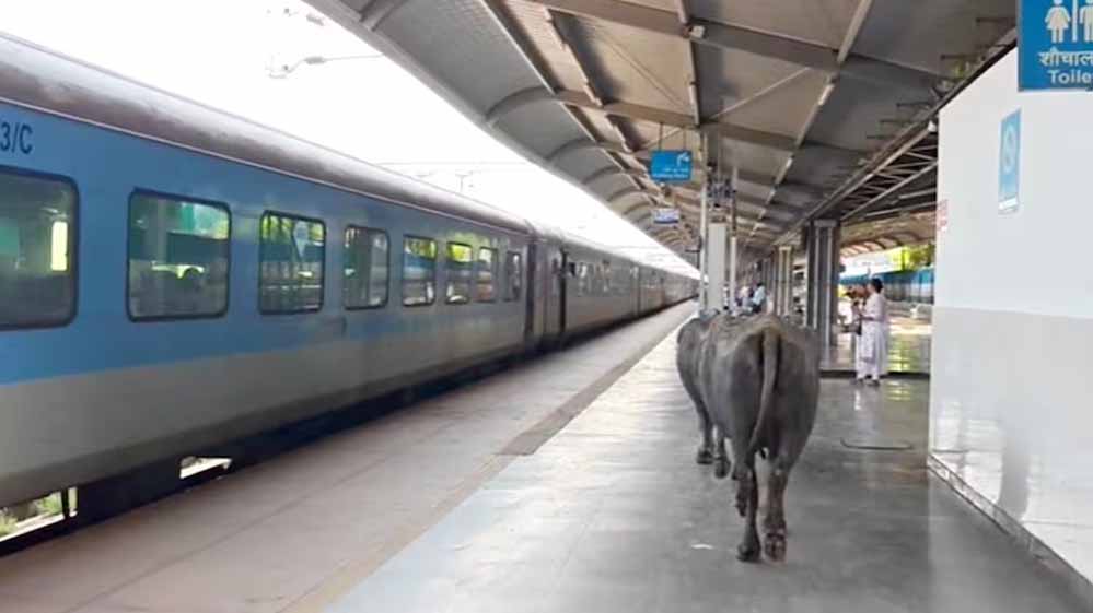 भोपाल के वर्ल्ड क्लास स्टेशन का हैरान करने वाला वीडियो, प्लेटफॉर्म पर घूमती दिखीं भैंसें