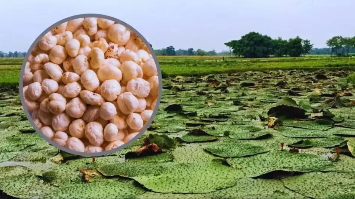 दरभंगा से कश्मीर जाएगी विशेषज्ञों की टीम, किसानों को सिखाएगी मखाना उत्पादन के गुर