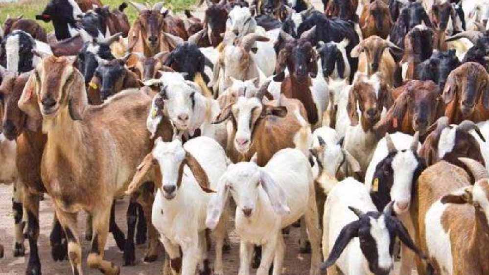 बकरी प्लेग की आशंका से इंदौर में अलर्ट, 8 लाख से अधिक पशुओं का हुआ PPR टीकाकरण
