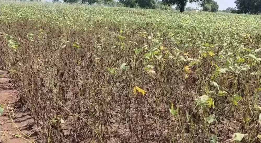 मध्यप्रदेश में सूखे जैसे हालात से किसान परेशान, 12 जिलों में बारिश की भारी कमी; फसल सर्वे और राहत पैकेज की मांग