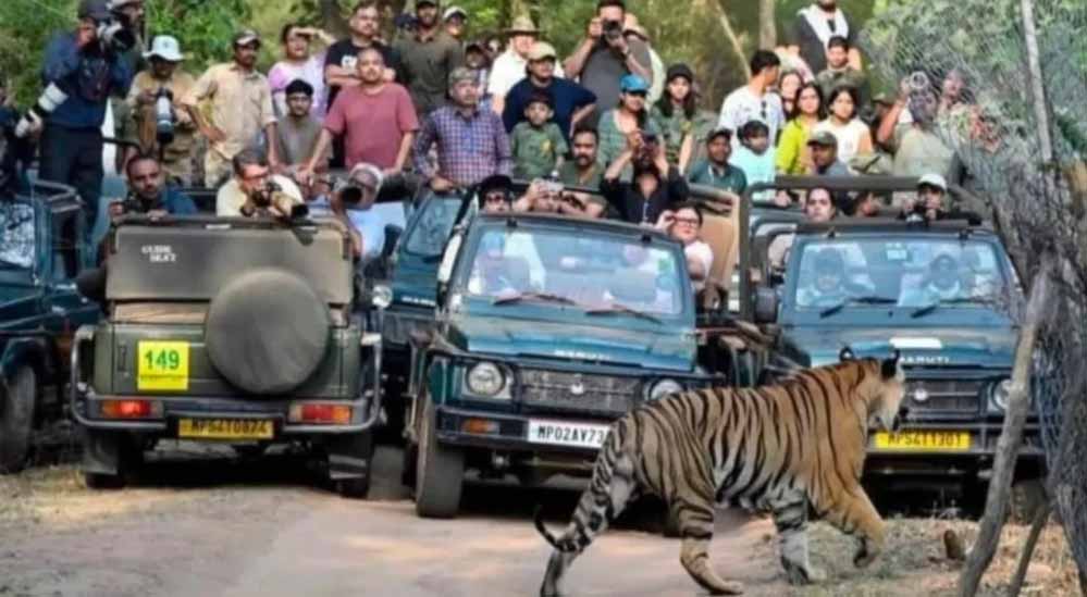 MP के बांधवगढ़ टाइगर रिजर्व में उमड़ी पर्यटकों की भीड़, 8 दिन में 4598 लोगों ने देखा जंगल