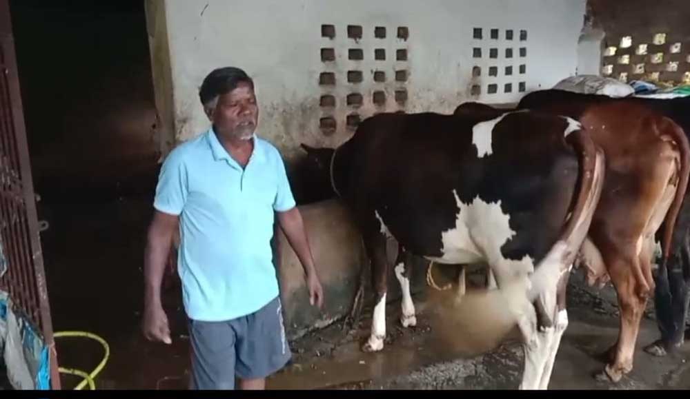 एक गाय से शुरू हुआ सफर, आज 10 पशुओं का समृद्ध पशुधन