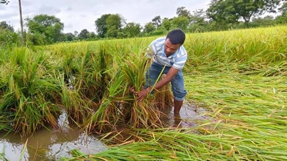 बस्तर में मौसम की मार का खतरा, खेतों में पड़ी फसल बचाने में जुटे किसान