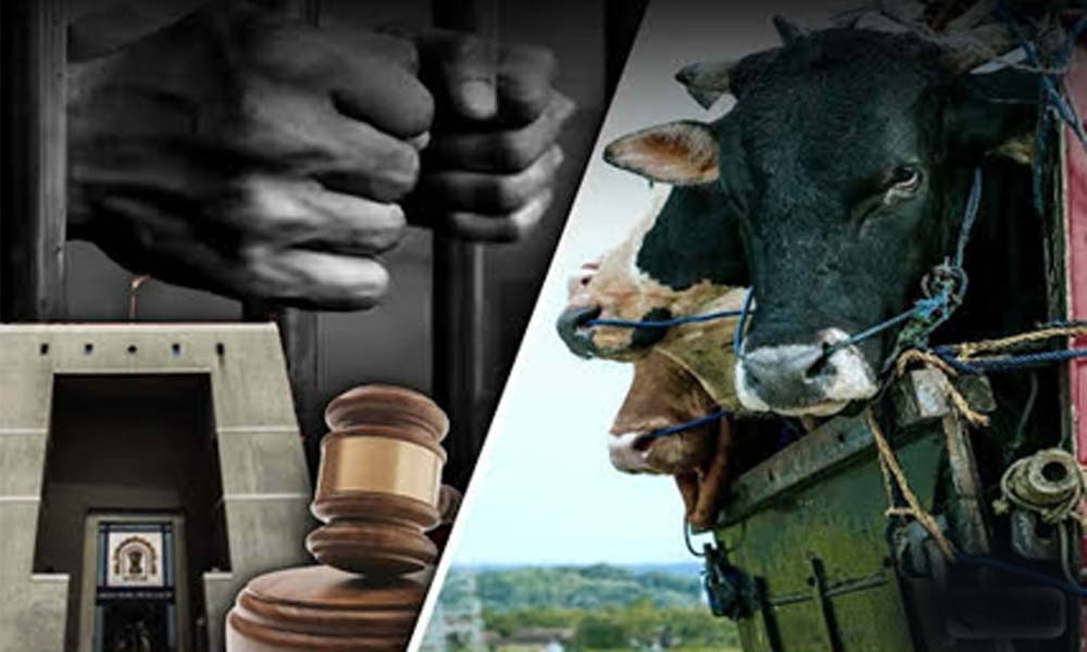 CG में गौ हत्या के मामलों पर वकीलों का बड़ा फैसला, आरोपियों की पैरवी से किया इनकार