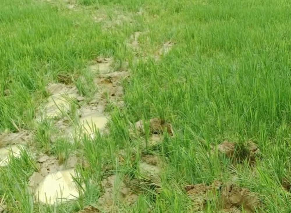 छत्तीसगढ़ के रायगढ़ में हाथियों का उत्पात, 14 किसानों की फसलें बर्बाद