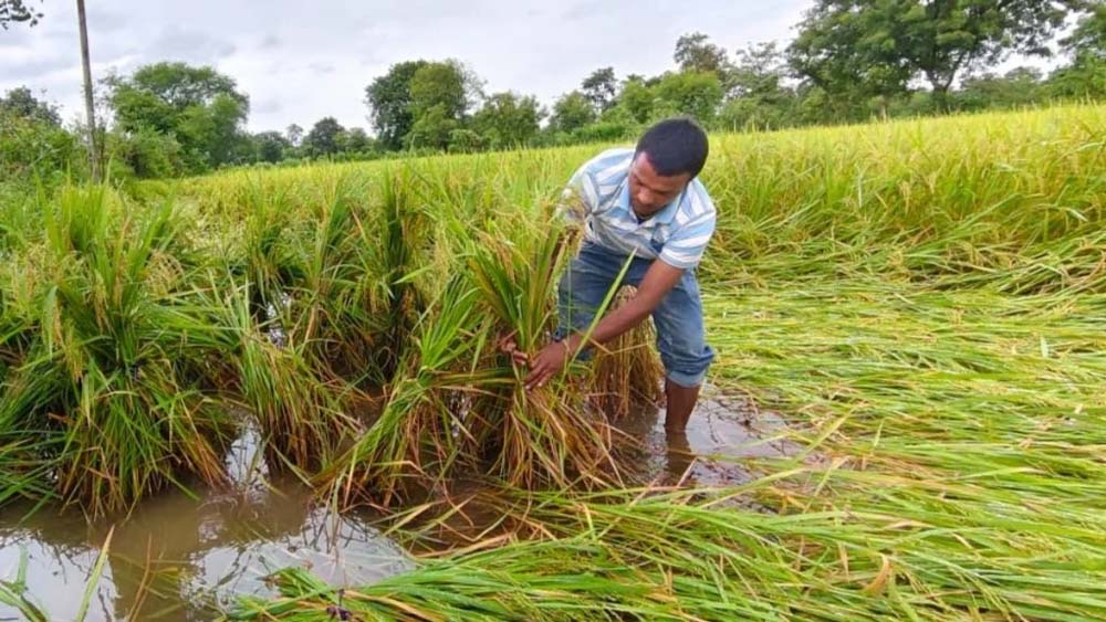 तीन दिन से पानी में डूबी धान की फसल, किसानों की बढ़ी चिंता