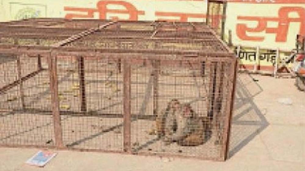हांसी में बंदरों के आतंक से मिलेगी राहत, एक साल तक चलेगा पकड़ने का अभियान; 4 टेंडर आवेदन