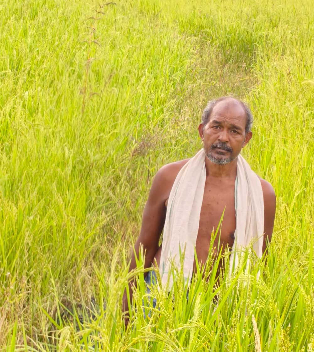 कृषक उन्नति योजना से शंकर प्रसाद की खेती को मिलेगा आर्थिक संबल, तीन एकड़ में सुगंधित धान की खेती पर मिलेंगे 45 हजार रुपये