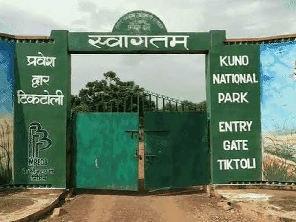 कूनो में मृत चीतों की पोस्टमार्टम रिपोर्ट पर पर्दा, RTI के तहत जानकारी देने से वन विभाग ने किया इनकार