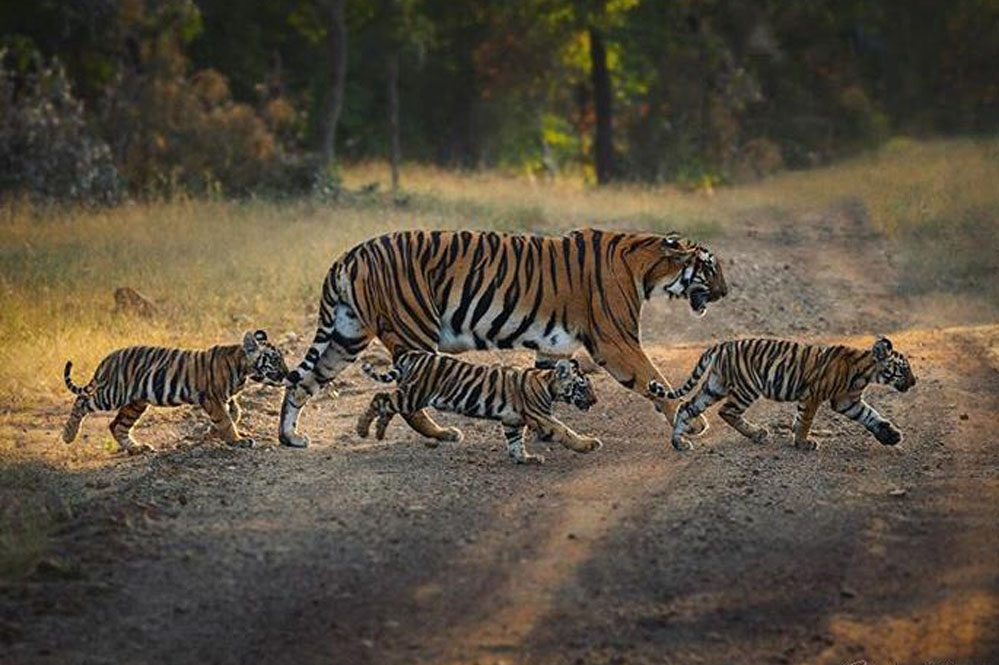 कुएं में गिरकर मौत से बची बाघिन N-6 बनी जंगल की स्थायी निवासी, चार शावकों से बढ़ी रौनक