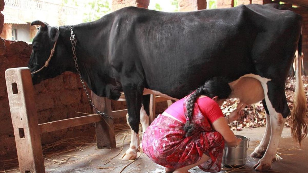 इंदौर में होगी अनोखी प्रतियोगिता, सबसे ज्यादा दूध देने वाली गाय के पालक को मिलेंगे 1 लाख रुपए