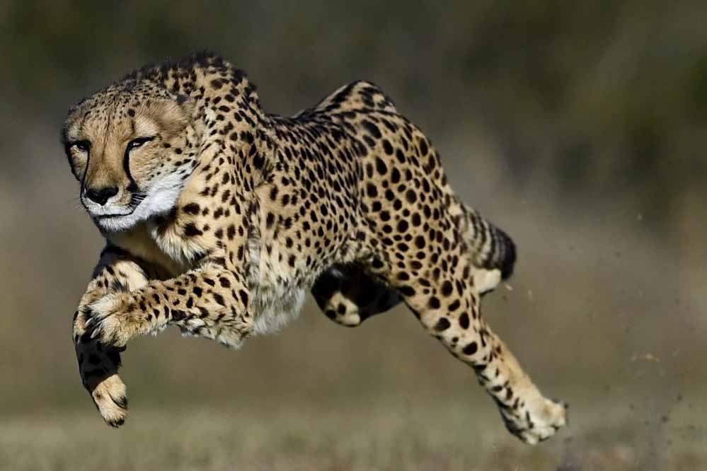 Kuno Cheetah Update: जंगल से बाहर निकलने वाले चीतों की होगी खास निगरानी, 10 साल का लैंडस्केप प्लान तैयार
