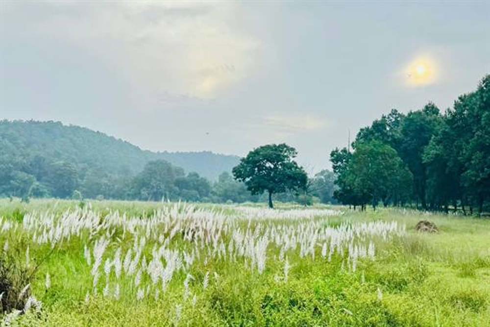 कोर एवं बफर के सभी पर्यटन जोन सामान्य रूप से संचालित, किसी भी गेट को बंद नहीं किया गया