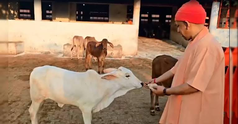 योगी सरकार में गोवंश संरक्षण को मिला आर्थिक संबल, मंडी परिषद का बजट नौ वर्षों में 15 गुना से अधिक बढ़ा