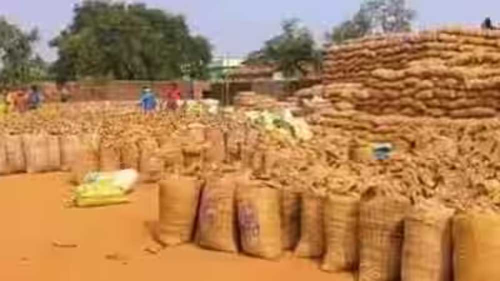 15 नवम्बर से शुरू होगी धान खरीदी, 27.50 लाख से अधिक किसानों से ₹3100 प्रति क्विंटल की दर से खरीदा जाएगा धान