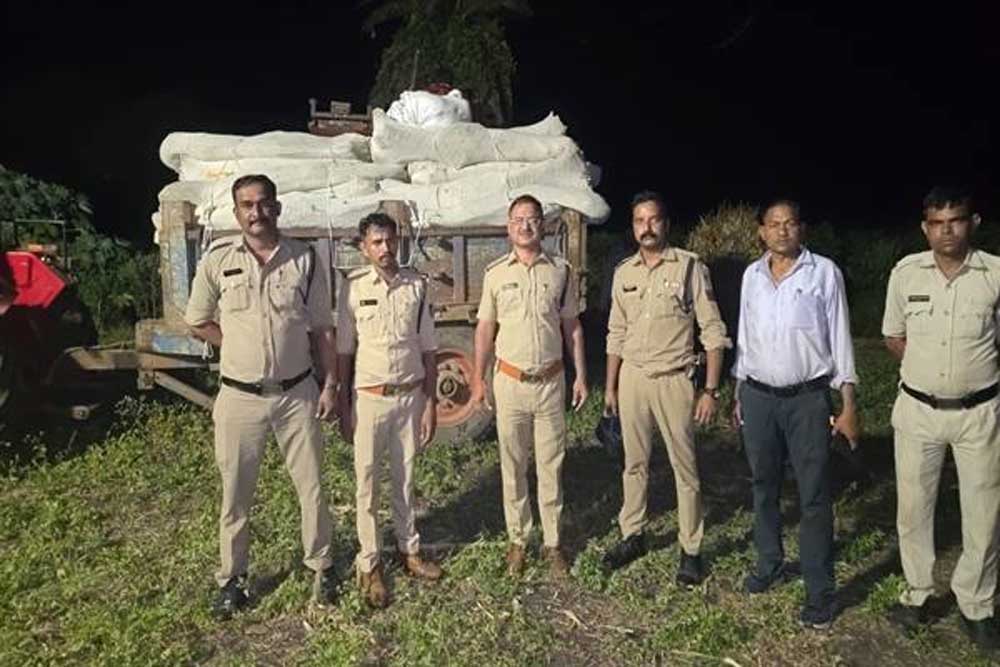 नीमच एवं धार में आठ खेतों में अवैध गांजे की खेती का पर्दाफाश, 34 क्विंटल से अधिक गांजे के हरे पौधे जब्त अनुमानित कीमत 5 करोड़ 89 लाख रुपए